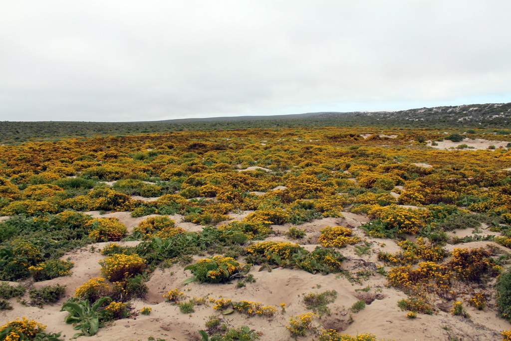 Sudafrica_Flores-desierto-4.jpg