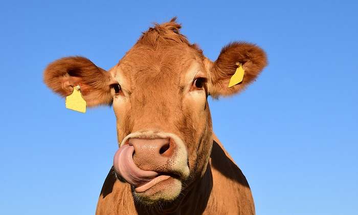 Vaca10.jpg