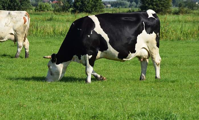vacas-comen.jpg