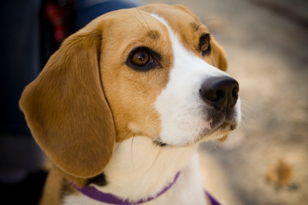 beagle