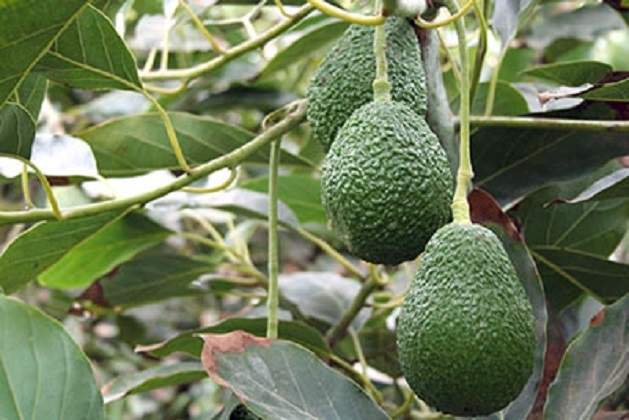 palta770.jpg