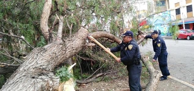 Arboles_635.jpg