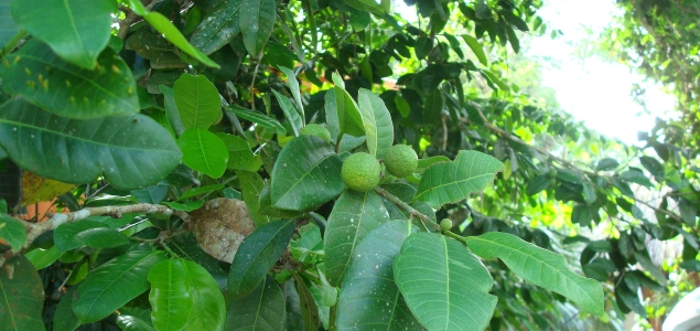 Brosimum alicastrum árbol Ramón Reuters 635 300.jpg