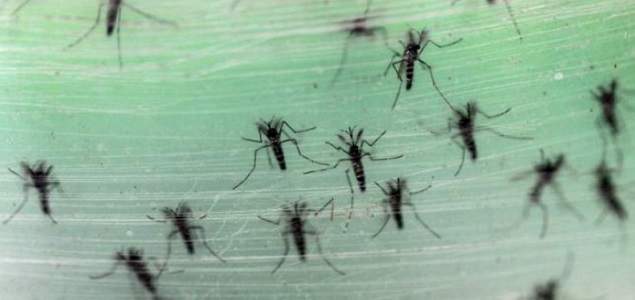 Zika-reuters_635.jpg