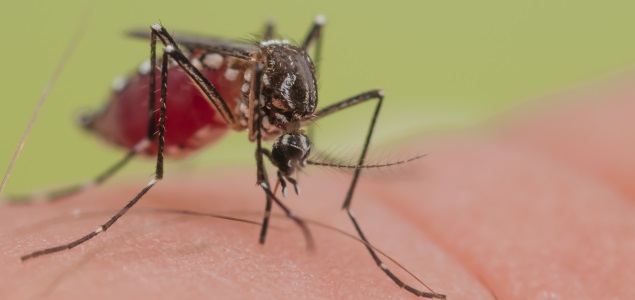 mosquito-sangre-635-getty.jpg