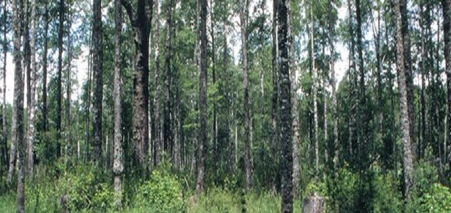 635x300bosques.jpg