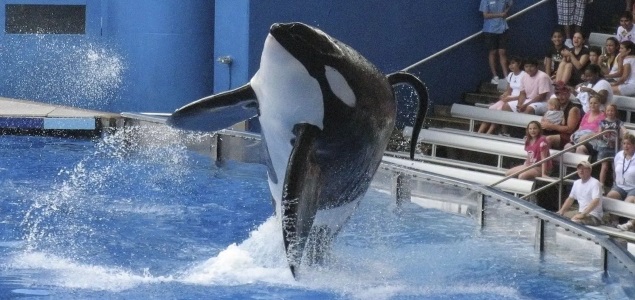 SeaWorld-Orca-Reuters-635.jpg