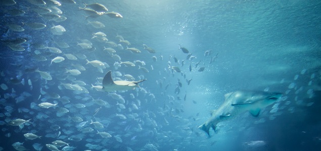 pesca-peces-mar-getty.jpg