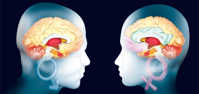 Cerebro-Hombre-Mujer-Getty-635-300.jpg