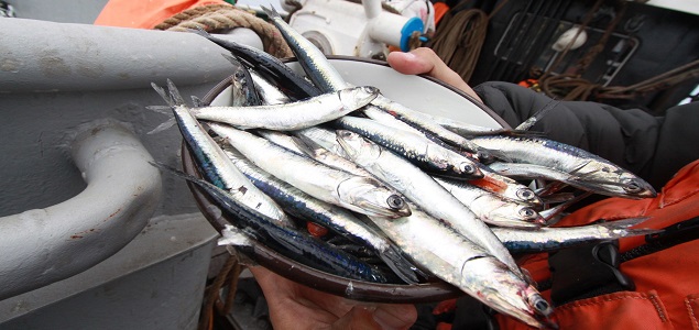 anchoveta635.jpg