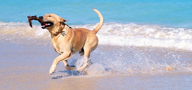 Perroplaya.jpg