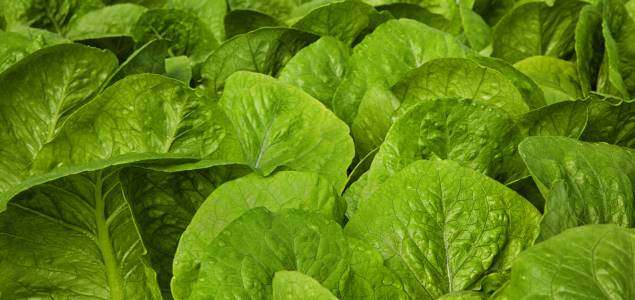 lechuga-getty.jpg