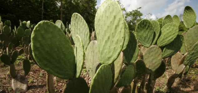 nopal-planta.jpg