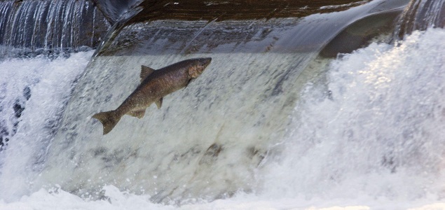 635x300salmon2.jpg