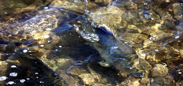 635x300salmones66.jpg
