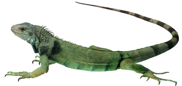 granreptil
