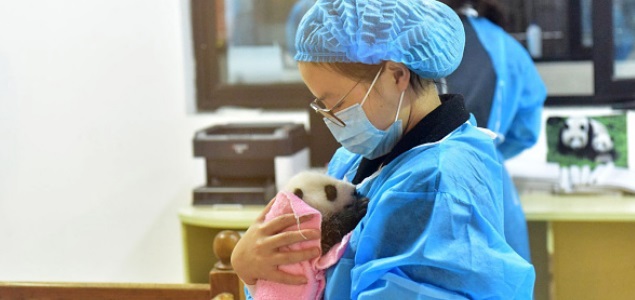 oso-panda-getty.jpg
