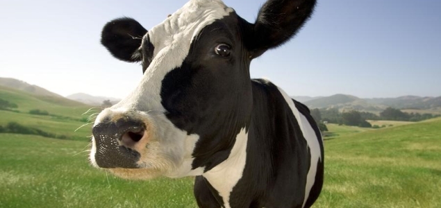 leche-de-vaca.jpg