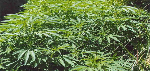 marihuanainterior.jpg