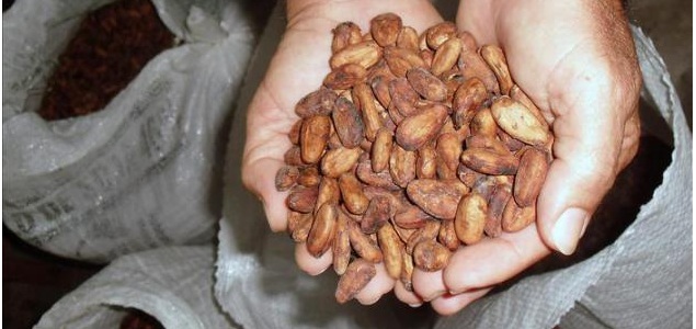 cacao-amazonia-635-efe.jpg