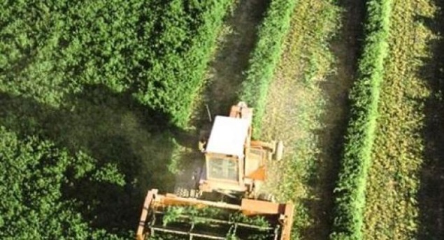agricultura.jpg