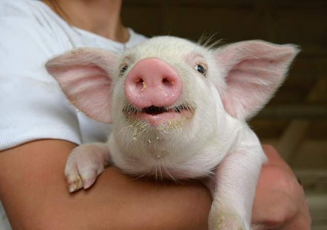 cerdo-feliz-dreamstime-1.jpg