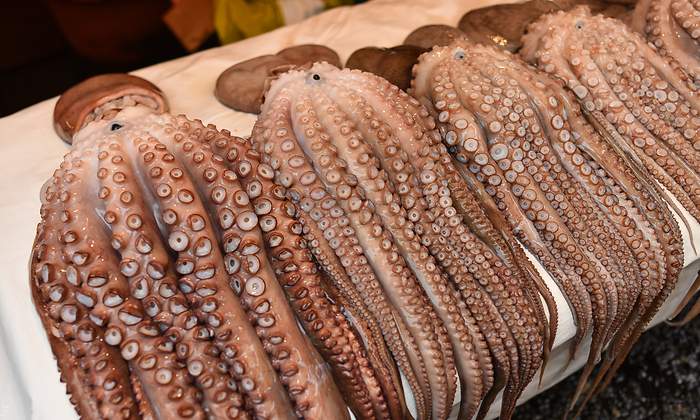 pulpo.jpg