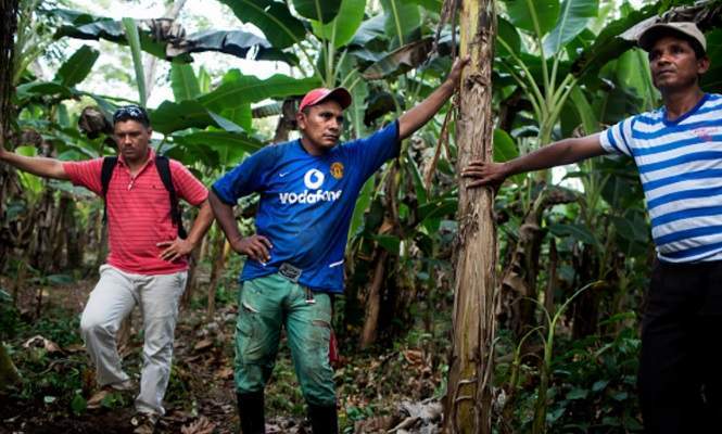 plantacion-coca-colombia-agricultores.jpg