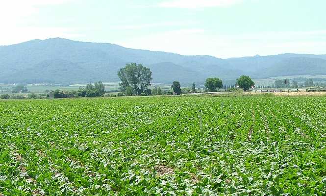 remolacha-campo-665.jpg