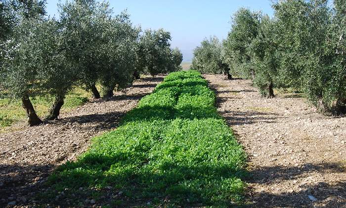 ifapa