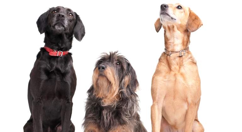 perros770x420.jpg