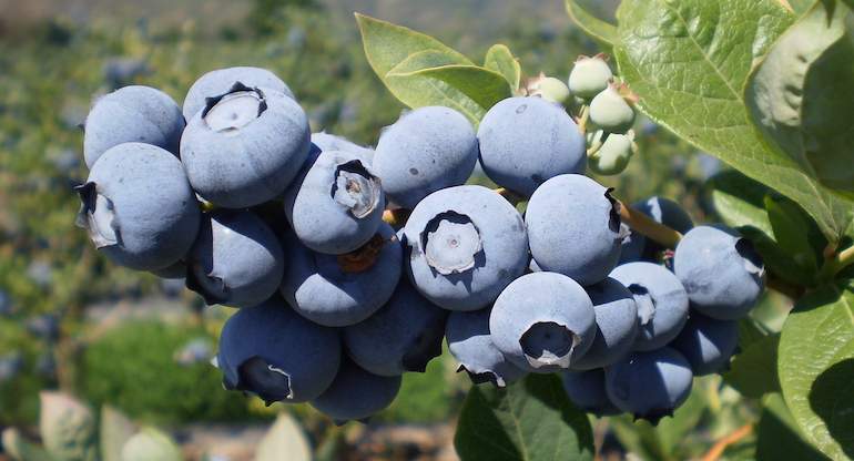 arandanos.jpg