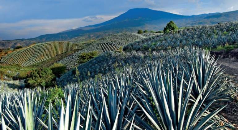 tequila.jpg