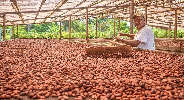 cacao770.jpg