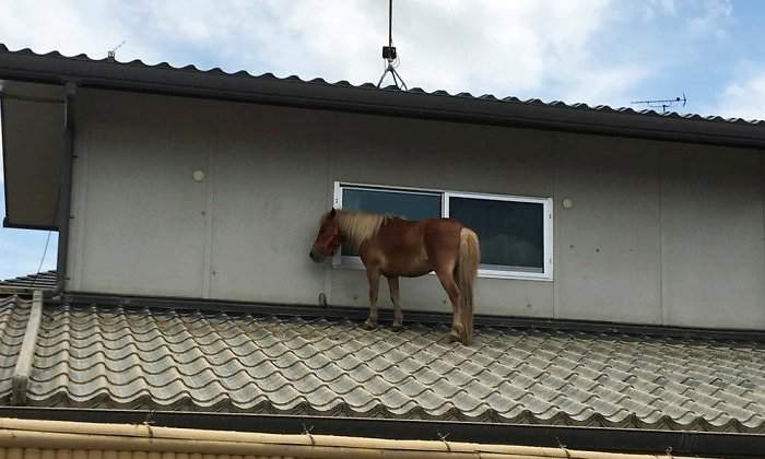 caballo-tejado-japon-lluvias-reuters.jpg