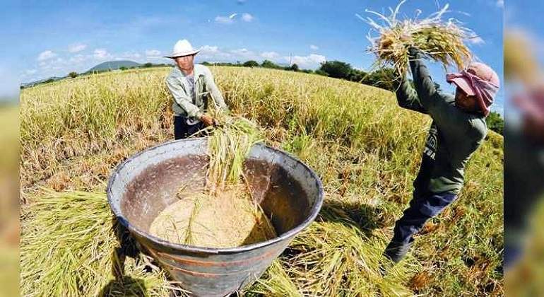 arroz-produccion.jpg
