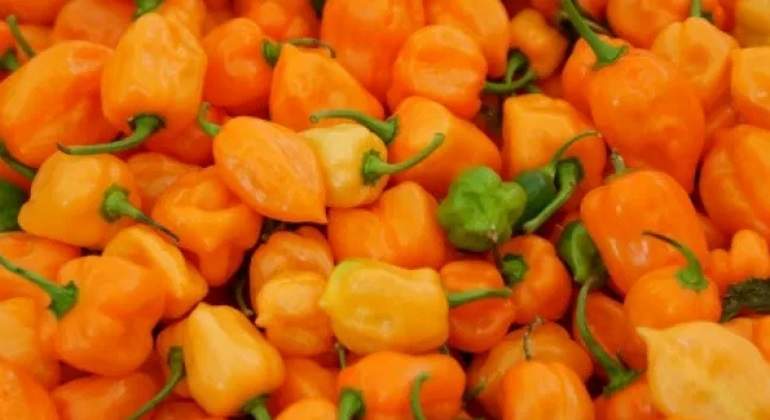 chile-habanero-ntx-770.jpg