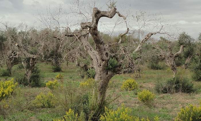 olivo-afectado-xylella.jpg