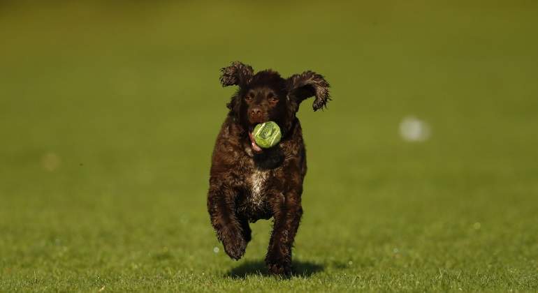 Perro-recogepelotas-reuters-770.jpg
