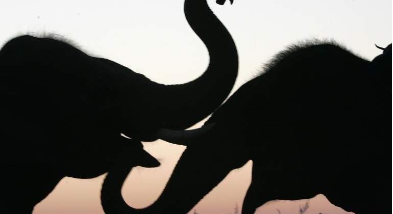 ELEFANTES-770-REUTERS.jpg