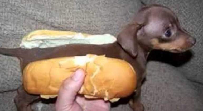 comer-mascota.jpg