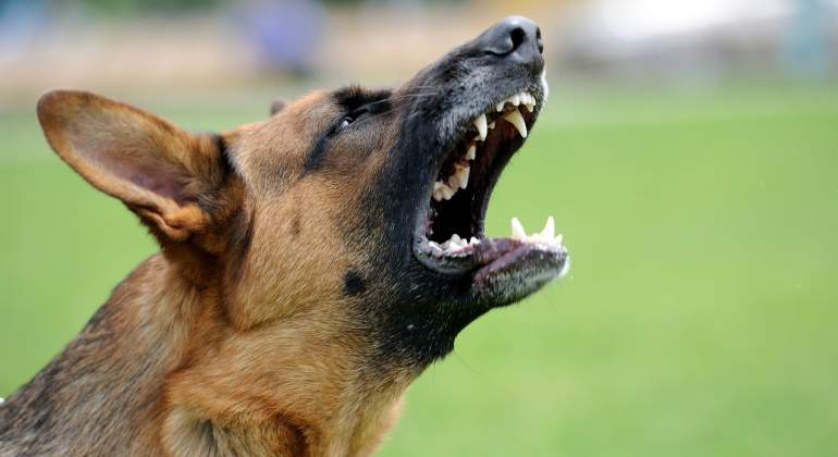 perro-rabia-dreamstime.jpg