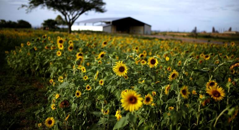 acero-venezuela-girasoles-reuters-2.jpg