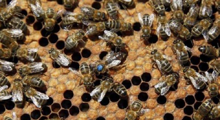 EFE-abejas-770-420.jpg