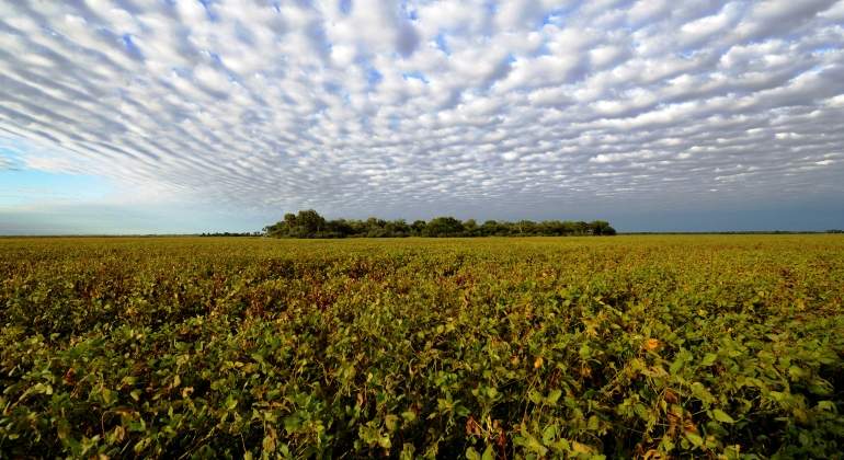 soja-cultivo-campo-argentina-getty.jpg