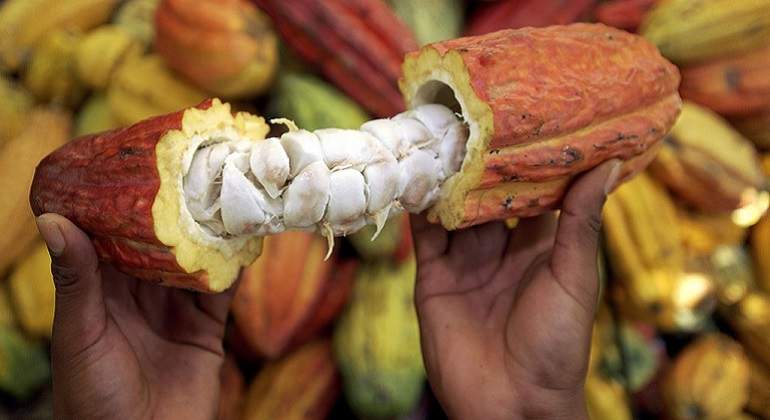 cacao770x420.jpg