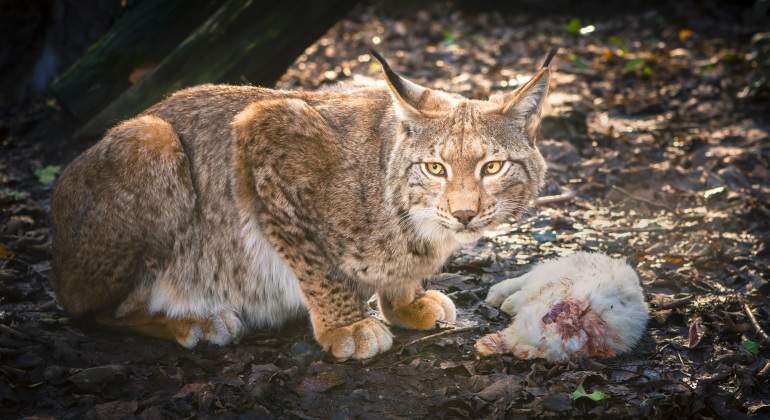 lince-iberico-conejo-dreamstime.jpg