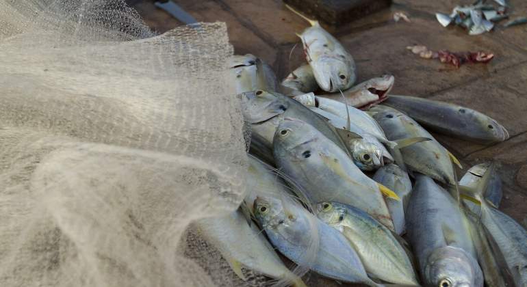 Pesca.notimex.jpg