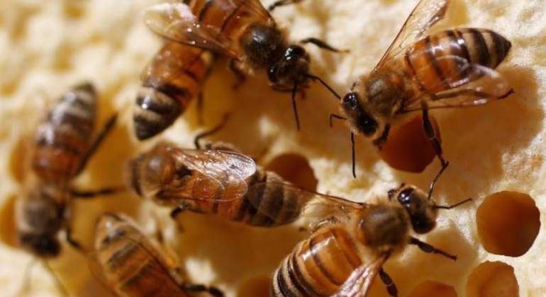 abejas-reuters-770.jpg