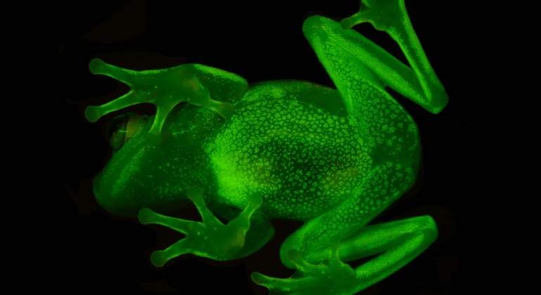 anfibio-rana-fluorescente-efe.jpg